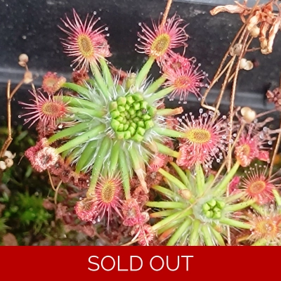 Drosera micrantha Waneroo, 10+ gemmae